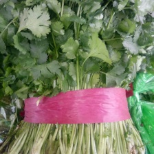 河北精品香菜大量上市可供超市 来电有优惠，视频看货选货