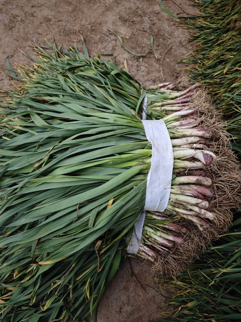 红根蒜苗 产地看货论价 保质保量 欢迎订购 量大从优