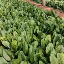 精品菠菜  山东潍坊菠菜  产地直销  质量好 价格低