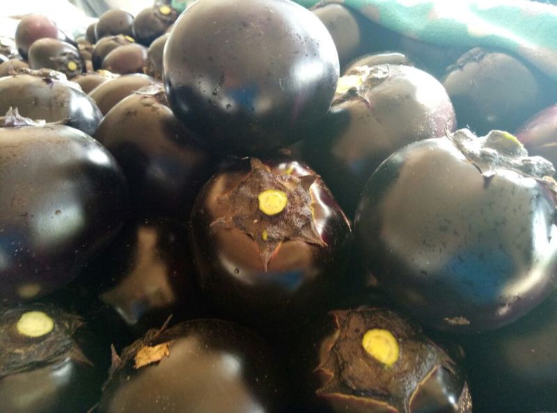 圆茄，黑亮圆茄，紫光圆茄，快元，供应全国各地市场