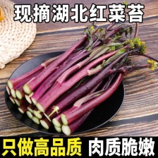 广东菜心
