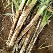 大葱，长白大葱，钢葱种植基地代收代发全国各地。