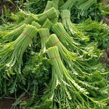 湖北枝江小叶茼蒿，大棚蔬菜大量上市，一手货源