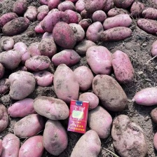 荷兰十五土豆 精品 4两以上