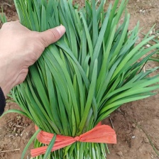 万亩基地韭菜需要的联系