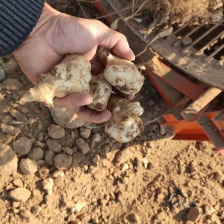 洋姜鬼子姜菊芋千亩基地上市一手货源，专业对接各类资源。诚