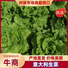 【推荐】安阳内黄生菜/意大利生菜/基地直发/对接商超批发