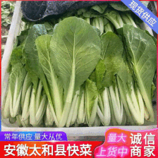 小白菜原产地货源精品现货供应品种齐全