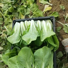 小白菜原产地货源精品现货供应品种齐全