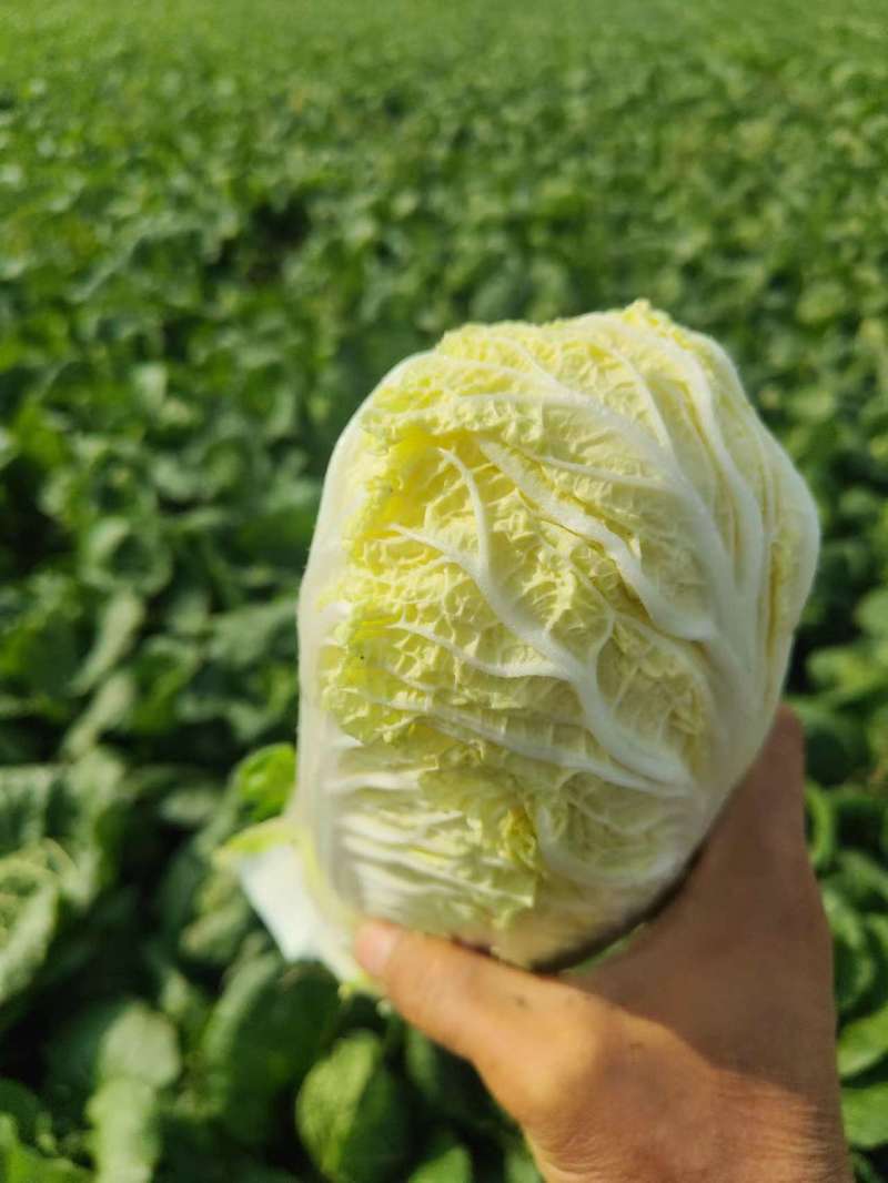 河南周口精品娃娃菜产地新鲜采摘，量大价优欢迎咨询联系