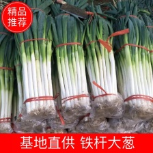 山东铁杆<font color=red>大葱</font>  多规格供应 一手货源