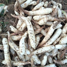 2025新鲜无渣冬粉薯