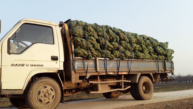 龙薯9号 3两以上 通货 支持各种包