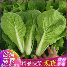 山东曹县水白（黄白），精品货，常年供应量大从优。