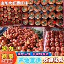 精品<font color=red>西红柿</font> 大红<font color=red>西红柿</font> 一手货源 保
