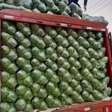 紫包菜、紫甘蓝产地千亩直发，一手货源，产地直发