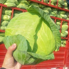 紫包菜、紫甘蓝产地千亩直发，一手货源，产地直发