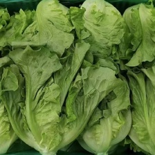 【甄选】山东潍坊青州精品生菜 大量上市 价优保质保量欢迎