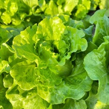 【甄选】山东潍坊青州精品生菜 大量上市 价优保质保量欢迎