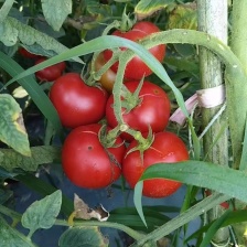 万亩暖棚硬粉西红柿大量上市 产地现摘现发 支持视频看货