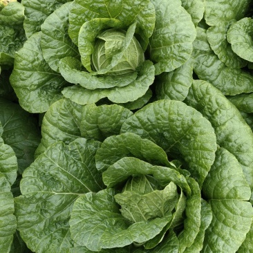 玉田黄心菜（鱼嘴）