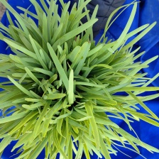 万亩产区韭菜欢迎各位客商一亩田联系我