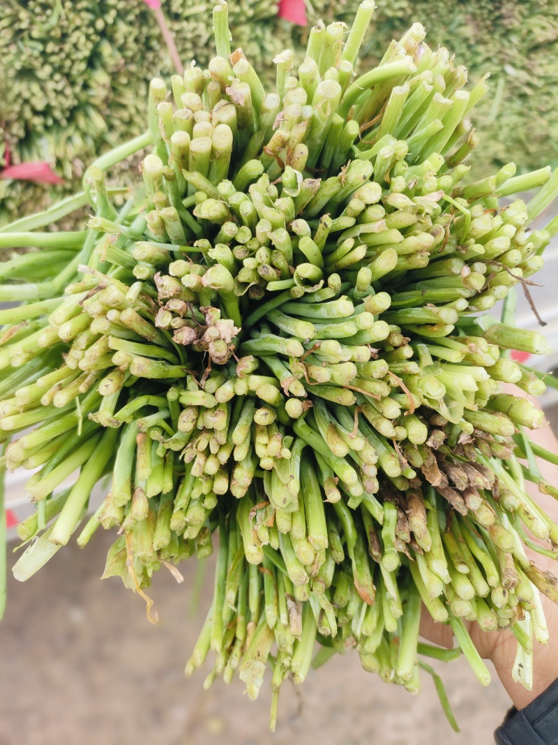 万亩产区韭菜欢迎各位客商一亩田联系我