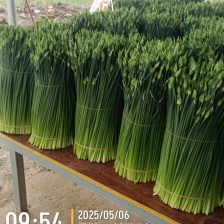 梁山致诚韭菜苔韮苔货站 产地直销 货源充足 欢迎咨询采购