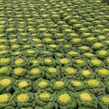 黄心菜，专业团队质量更放心欢迎老板实地参观