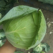 【推荐】湖北牛心甘蓝一手货源供应市场商超电商量大价优