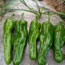 螺丝椒大量上市、质量保证、支持各种包装欢迎采购11111
