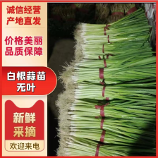 红根蒜苗 基地直发 品质保证 欢迎大家来电咨询