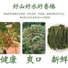 山东潍坊临朐露天红香芽农家采摘香椿芽现摘现发