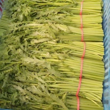 精品茼蒿河北邯郸直发对接全国客户量大从优可来电视频咨询