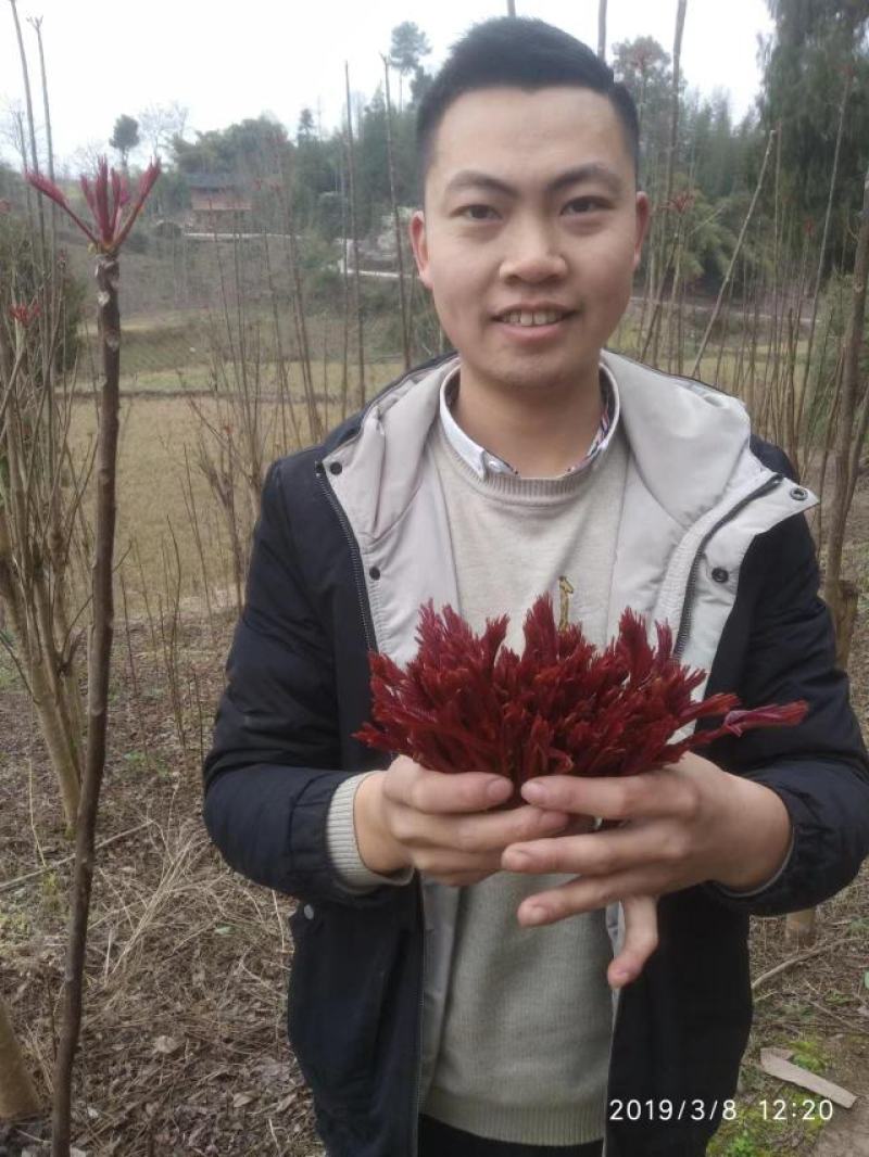 大竹红香椿 巴山红香椿 香椿芽 色泽味美 红艳欲滴 即量