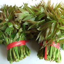 大竹红香椿 巴山红香椿 香椿芽 色泽味美 红艳欲滴 即量