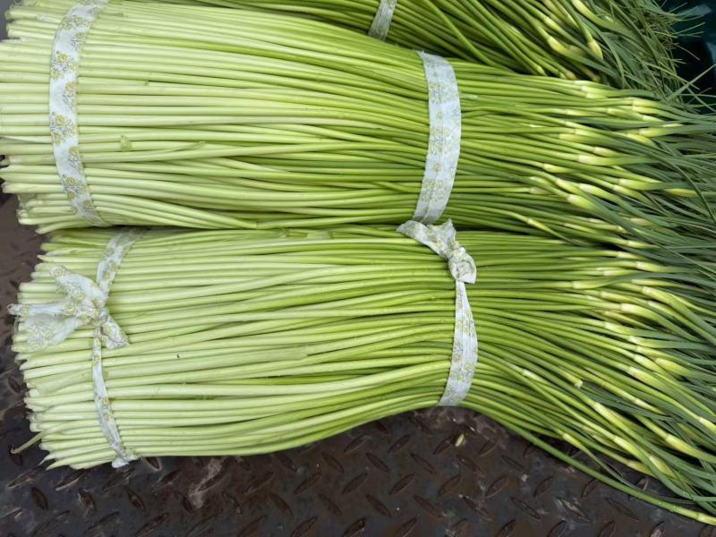 精品白帽蒜苔货源充足 量大从优质量保证 一手货源欢迎咨询