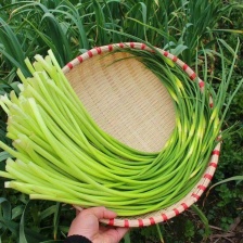 精品白帽蒜苔货源充足 量大从优质量保证 一手货源欢迎咨询