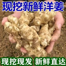 洋姜菊芋鬼子姜不辣姜白色红色早熟晚熟高产洋姜种子