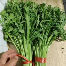 精品茼蒿 质量保证，产地直发  一手货源