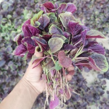 荇菜：上货，袋装质量高成活好，一手货源，微山湖直供