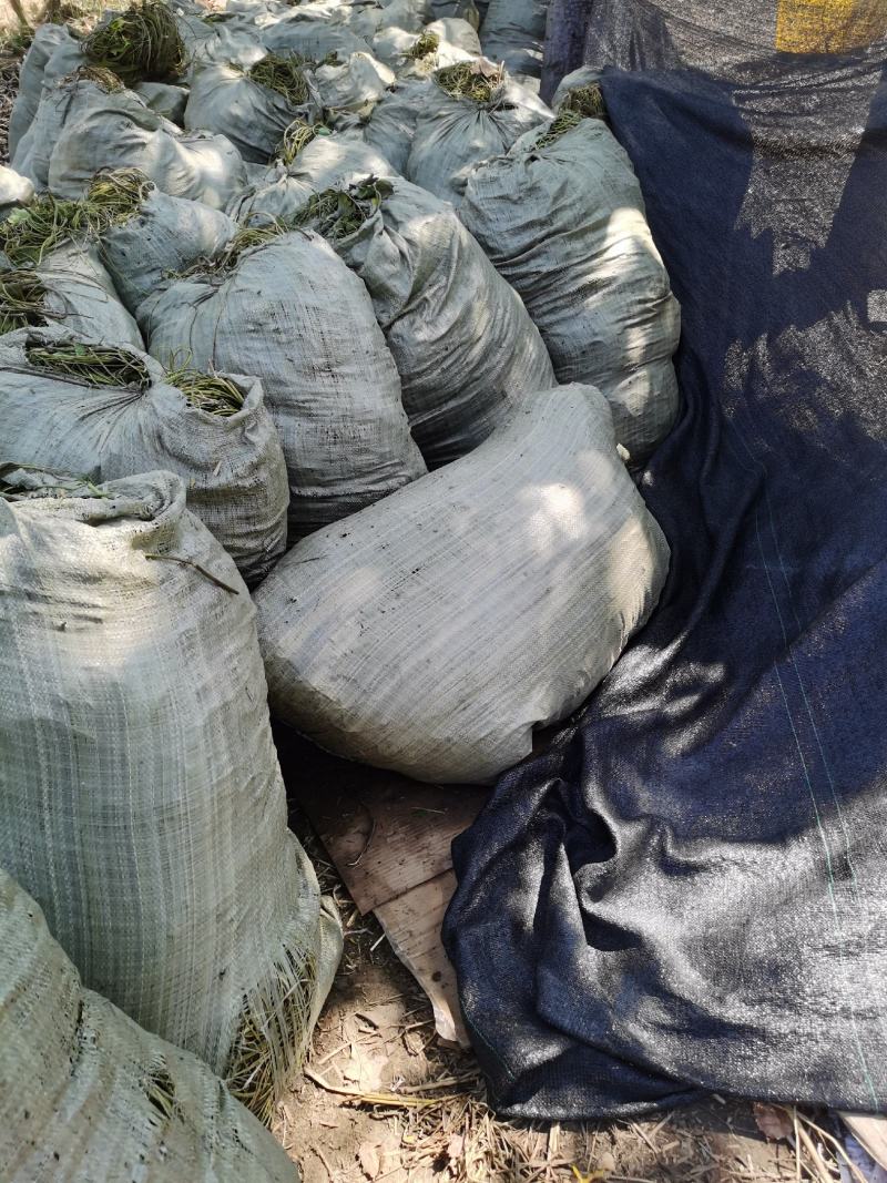 荇菜：上货，袋装质量高成活好，一手货源，微山湖直供