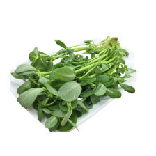 荇菜：上货，袋装质量高成活好，一手货源，微山湖直供