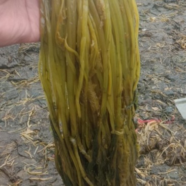 腌渍雪菜，金丝介，九头鸟，花叶等产地直供全国发货欢迎采购