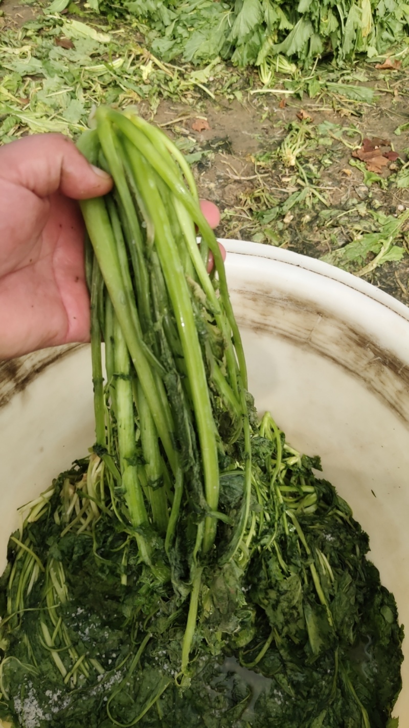 腌渍雪菜，金丝介，九头鸟，花叶等产地直供全国发货欢迎采购