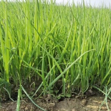 湛江遂溪县洋青镇大型小葱基地