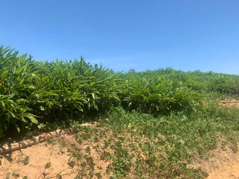 【一件代发】南姜 广东南姜 视频看货品质保证一手货源