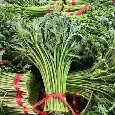 精品茼蒿 常年供应