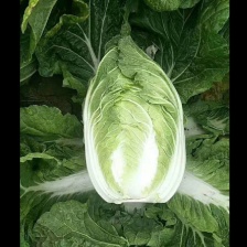 山东兰陵张国飞蔬菜代收