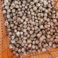 新鲜荞头 藠头上市了，品质保证，量大从优 价格好欢迎订购